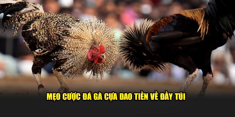 Mẹo cược đá gà cựa dao tiền về đầy túi